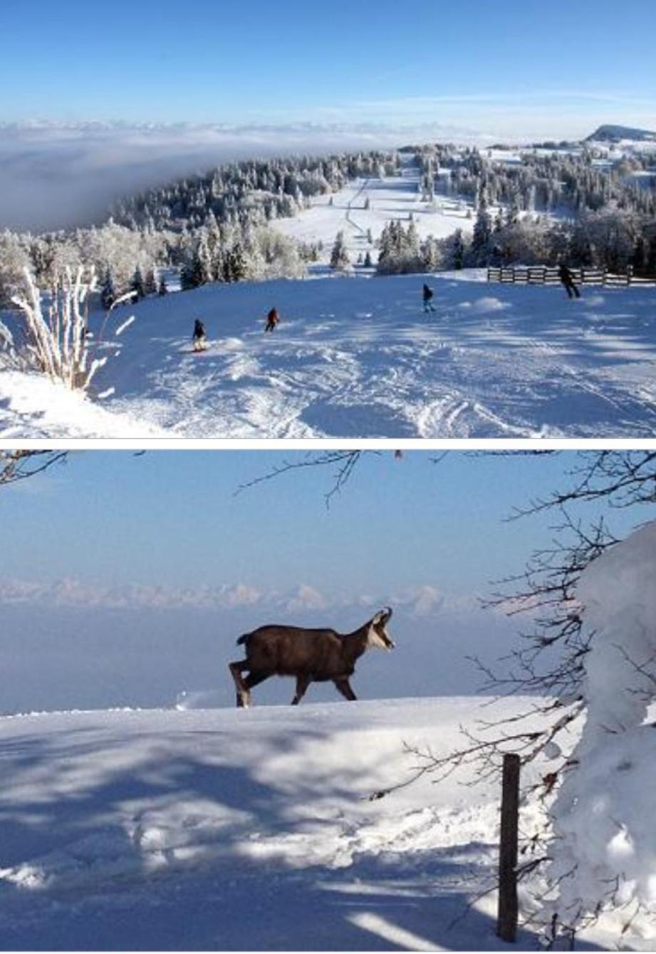 Le Chamois Mont D'Or Apartment เมตาบิเย ภายนอก รูปภาพ